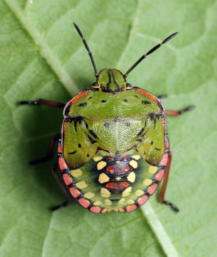 Fifth instar of southern green shieldbug life cycle with predominantly green colouration. Image © Tristan Bantock.